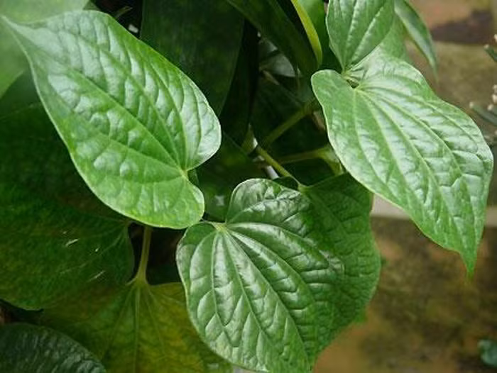 15. Uống hỗn hợp nước cốt trầu không pha chung với sữa loãng, 1 chút đường sẽ giúp chấm dứt được tình trạng đái giắt.