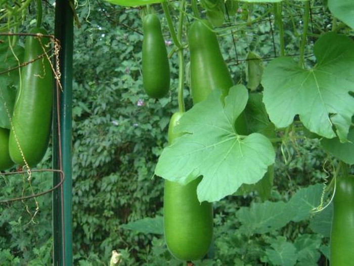 4. Lấy một miếng bí xanh to bằng cái bát con, gọt vỏ ngoài, giã vắt lấy nước và hòa thêm chút muối để uống. Cũng có thể gọt vỏ ăn sống, ăn được bao nhiêu thì tùy. Áp dụng một trong 2 cách trên trong 10 ngày, bệnh sẽ giảm. 4. Lấy một miếng bí xanh to bằng cái bát con, gọt vỏ ngoài, giã vắt lấy nước và hòa thêm chút muối để uống. Cũng có thể gọt vỏ ăn sống, ăn được bao nhiêu thì tùy. Áp dụng một trong 2 cách trên trong 10 ngày, bệnh sẽ giảm.