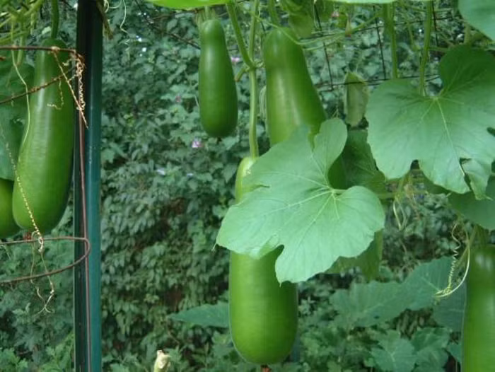 4. Lấy một miếng bí xanh to bằng cái bát con, gọt vỏ ngoài, giã vắt lấy nước và hòa thêm chút muối để uống. Cũng có thể gọt vỏ ăn sống, ăn được bao nhiêu thì tùy. Áp dụng một trong 2 cách trên trong 10 ngày, bệnh sẽ giảm.