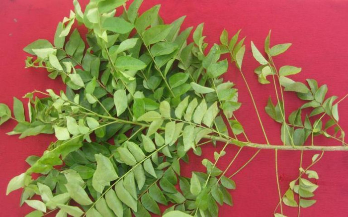 2. Lá cỏ cà ri: Đun sôi 2 cốc nước lạnh, sau đó thêm vào 1 cốc lá cỏ cà ri. Bắc xuống khỏi bếp và vớt lá ra, để nguội dùng nước đó để súc miệng từ 2 đến 3 lần/ngày. 2. Lá cỏ cà ri: Đun sôi 2 cốc nước lạnh, sau đó thêm vào 1 cốc lá cỏ cà ri. Bắc xuống khỏi bếp và vớt lá ra, để nguội dùng nước đó để súc miệng từ 2 đến 3 lần/ngày.