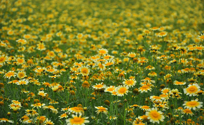 Cải cúc được trồng trong vòng 4 tháng từ tháng 8 đến cuối tháng 12 âm lịch. Cải cúc được trồng trong vòng 4 tháng từ tháng 8 đến cuối tháng 12 âm lịch.