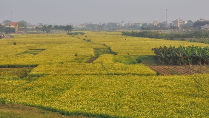 Những ruộng rau cải cúc đơm hoa vàng rực cả cánh đồng. Những ruộng rau cải cúc đơm hoa vàng rực cả cánh đồng.