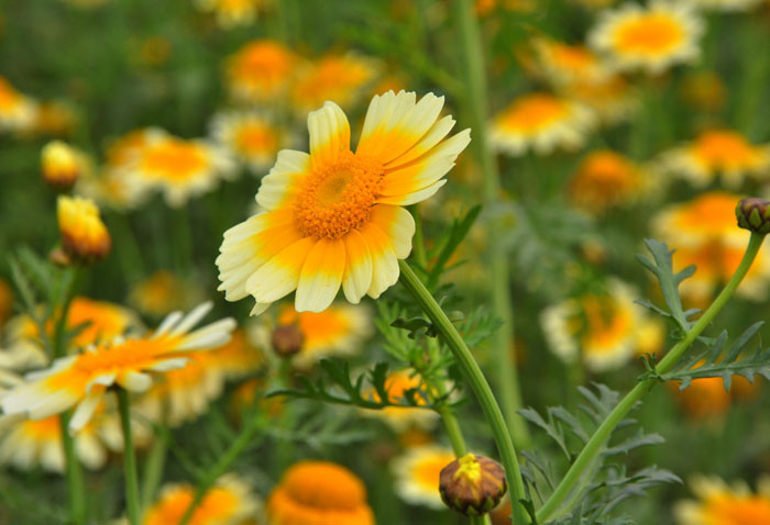 Ngoài ra, cải cúc còn là loại rau tốt cho phòng chữa bệnh do giá lạnh từ trong và ngoài cơ thể Ngoài ra, cải cúc còn là loại rau tốt cho phòng chữa bệnh do giá lạnh từ trong và ngoài cơ thể