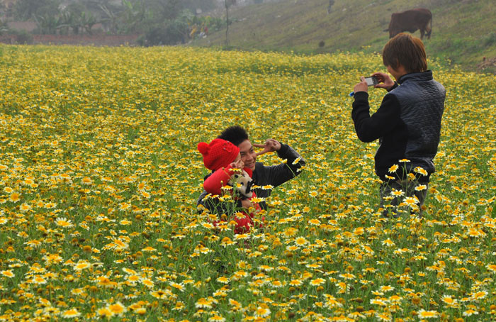 Nhiều bạn trẻ trong làng cũng hứng thú với vẻ đẹp của các ruộng rau cải cúc đang trong độ nở hoa đẹp nhất. Nhiều bạn trẻ trong làng cũng hứng thú với vẻ đẹp của các ruộng rau cải cúc đang trong độ nở hoa đẹp nhất.