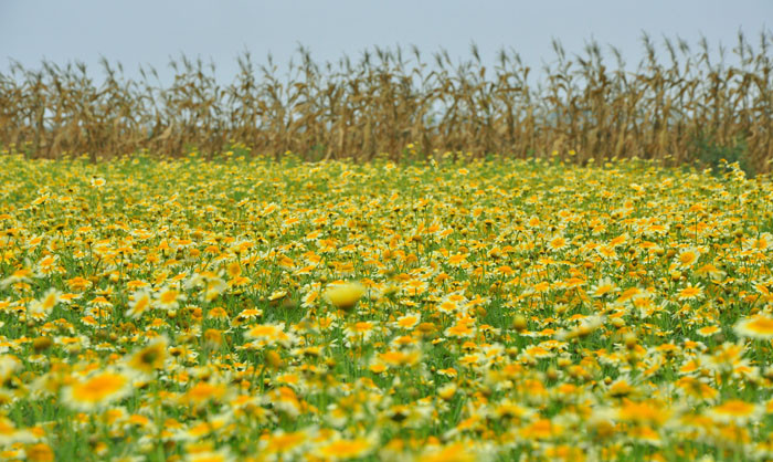 Rau cải cúc được trồng lấy hạt để bán, mỗi kg hạt cải cúc có giá 90 nghìn đồng. Rau cải cúc được trồng lấy hạt để bán, mỗi kg hạt cải cúc có giá 90 nghìn đồng.