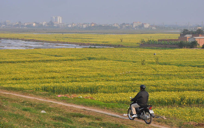 Hoa cải cúc trên những con đường làng Hoa cải cúc trên những con đường làng