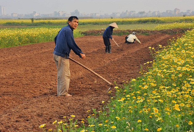 Màu vàng của hoa cải cúc bên người dân lao động. Màu vàng của hoa cải cúc bên người dân lao động.