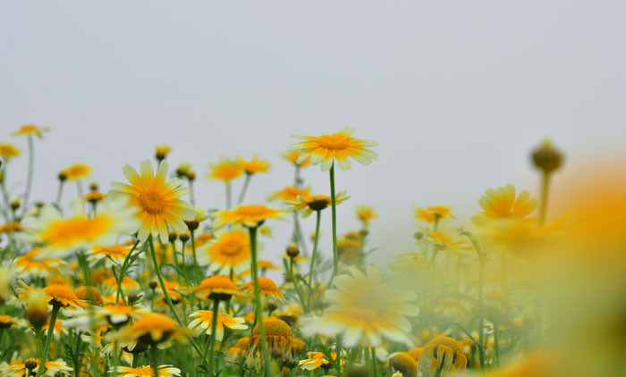 Ngày nay, loại rau cải cúc này đã được sử dụng làm các vị dẫn thuốc hay dược mỹ phẩm thẩm mỹ nhằm gìn giữ tuổi thanh xuân. Ngày nay, loại rau cải cúc này đã được sử dụng làm các vị dẫn thuốc hay dược mỹ phẩm thẩm mỹ nhằm gìn giữ tuổi thanh xuân.