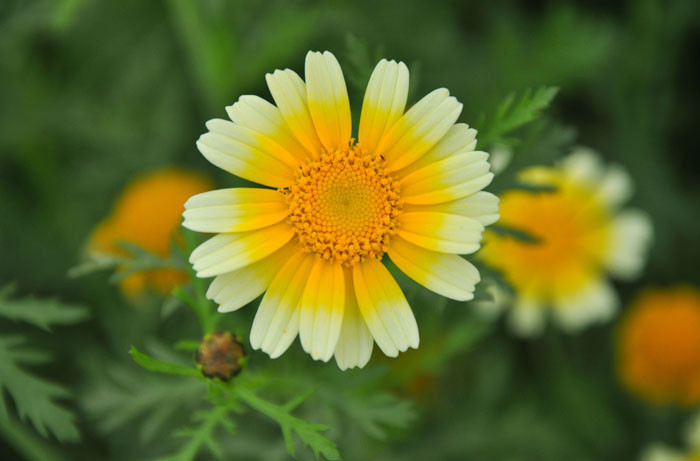 Cải cúc chứa năng lượng protein, các axit amin, lysin, chất béo, chất xơ... và nhiều vitamin quan trọng. Cải cúc chứa năng lượng protein, các axit amin, lysin, chất béo, chất xơ... và nhiều vitamin quan trọng.