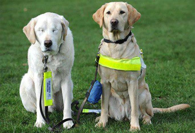 Chú chó Edward không thể nhìn thấy đường do bị đục thủy tinh thể ...người bạn đồng hành hàng ngày và cũng chính là đôi mắt của chú chính là cô bạn chó Opal. “Một tình bạn đẹp và vĩnh cửu”.