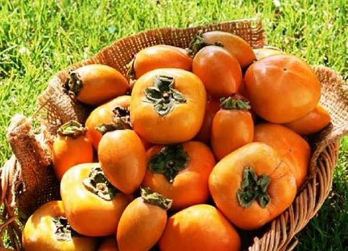 5. Quả hồng: Quả hồng khi chưa chín, thành phần tannic chủ yếu tập trung trong thịt quả nhưng khi quả chín, chất này lại tập trung chủ yếu ở lớp vỏ. Axit tannic khi đi vào cơ thể con người sẽ tạo thành axit dạ dày, nếu kết hợp với protein trong thực phẩm dễ trở thành nguyên nhân gây ngộ độc thực phẩm, táo bón, viêm dạ dày... Ngoài ra, nếu tích tụ nhiều axit tannic có thể ảnh hưởng đến mức độ hấp thu sắt của cơ thể. 5. Quả hồng: Quả hồng khi chưa chín, thành phần tannic chủ yếu tập trung trong thịt quả nhưng khi quả chín, chất này lại tập trung chủ yếu ở lớp vỏ. Axit tannic khi đi vào cơ thể con người sẽ tạo thành axit dạ dày, nếu kết hợp với protein trong thực phẩm dễ trở thành nguyên nhân gây ngộ độc thực phẩm, táo bón, viêm dạ dày... Ngoài ra, nếu tích tụ nhiều axit tannic có thể ảnh hưởng đến mức độ hấp thu sắt của cơ thể.