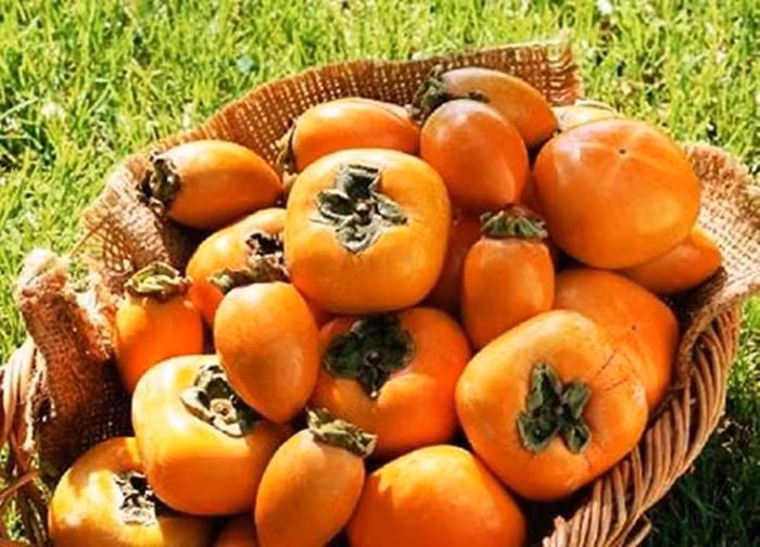 5. Quả hồng: Quả hồng khi chưa chín, thành phần tannic chủ yếu tập trung trong thịt quả nhưng khi quả chín, chất này lại tập trung chủ yếu ở lớp vỏ. Axit tannic khi đi vào cơ thể con người sẽ tạo thành axit dạ dày, nếu kết hợp với protein trong thực phẩm dễ trở thành nguyên nhân gây ngộ độc thực phẩm, táo bón, viêm dạ dày... Ngoài ra, nếu tích tụ nhiều axit tannic có thể ảnh hưởng đến mức độ hấp thu sắt của cơ thể. 5. Quả hồng: Quả hồng khi chưa chín, thành phần tannic chủ yếu tập trung trong thịt quả nhưng khi quả chín, chất này lại tập trung chủ yếu ở lớp vỏ. Axit tannic khi đi vào cơ thể con người sẽ tạo thành axit dạ dày, nếu kết hợp với protein trong thực phẩm dễ trở thành nguyên nhân gây ngộ độc thực phẩm, táo bón, viêm dạ dày... Ngoài ra, nếu tích tụ nhiều axit tannic có thể ảnh hưởng đến mức độ hấp thu sắt của cơ thể.