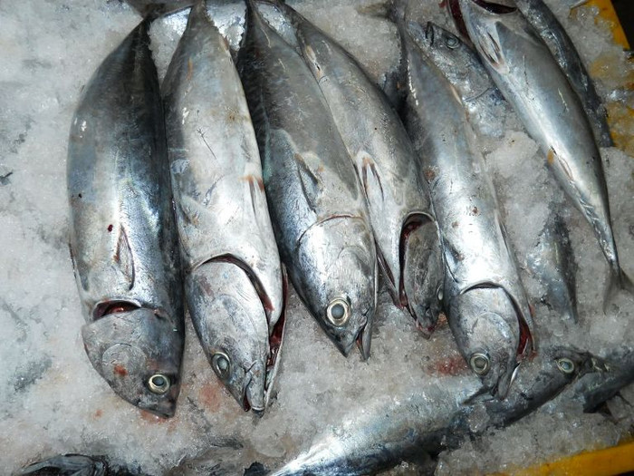 8. Cá ngừ: Loại cá này rất dễ nhiễm một loại độc tố có tên là scombrotoxin. Độc tố này gây ra các triệu chứng ngộ độc như sốt, đau đầu, co giật cơ… Khi bảo quản ở nhiệt độ không thích hợp, cá ngừ sẽ tiết ra độc tố và điều nguy hại là độc tố này không bị phá hủy khi nấu nướng. 8. Cá ngừ: Loại cá này rất dễ nhiễm một loại độc tố có tên là scombrotoxin. Độc tố này gây ra các triệu chứng ngộ độc như sốt, đau đầu, co giật cơ… Khi bảo quản ở nhiệt độ không thích hợp, cá ngừ sẽ tiết ra độc tố và điều nguy hại là độc tố này không bị phá hủy khi nấu nướng.