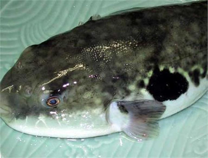 3. Cá nóc: Trong cá nóc có chứa Tetrodotox-in (TTX) là một chất độc thần kinh có vai trò ngăn chặn kênh ion Na+ dẫn tới liệt cơ. Ở Việt Nam, ngộ độc cá nóc thường xảy ra ở những vùng dân cư sinh sống sát biển, tỉ lệ tử vong rất cao. Chất độc tetrodotoxin tập trung ở da, ruột, gan, cơ bụng, tinh hoàn và nhiều nhất ở trứng cá. Vì vậy con cái độc hơn và đặc biệt mùa cá đẻ trứng, ăn cá rất nguy hiểm. 3. Cá nóc: Trong cá nóc có chứa Tetrodotox-in (TTX) là một chất độc thần kinh có vai trò ngăn chặn kênh ion Na+ dẫn tới liệt cơ. Ở Việt Nam, ngộ độc cá nóc thường xảy ra ở những vùng dân cư sinh sống sát biển, tỉ lệ tử vong rất cao. Chất độc tetrodotoxin tập trung ở da, ruột, gan, cơ bụng, tinh hoàn và nhiều nhất ở trứng cá. Vì vậy con cái độc hơn và đặc biệt mùa cá đẻ trứng, ăn cá rất nguy hiểm.