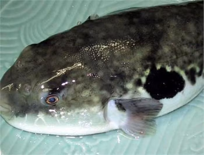 3. Cá nóc: Trong cá nóc có chứa Tetrodotox-in (TTX) là một chất độc thần kinh có vai trò ngăn chặn kênh ion Na+ dẫn tới liệt cơ. Ở Việt Nam, ngộ độc cá nóc thường xảy ra ở những vùng dân cư sinh sống sát biển, tỉ lệ tử vong rất cao. Chất độc tetrodotoxin tập trung ở da, ruột, gan, cơ bụng, tinh hoàn và nhiều nhất ở trứng cá. Vì vậy con cái độc hơn và đặc biệt mùa cá đẻ trứng, ăn cá rất nguy hiểm. 3. Cá nóc: Trong cá nóc có chứa Tetrodotox-in (TTX) là một chất độc thần kinh có vai trò ngăn chặn kênh ion Na+ dẫn tới liệt cơ. Ở Việt Nam, ngộ độc cá nóc thường xảy ra ở những vùng dân cư sinh sống sát biển, tỉ lệ tử vong rất cao. Chất độc tetrodotoxin tập trung ở da, ruột, gan, cơ bụng, tinh hoàn và nhiều nhất ở trứng cá. Vì vậy con cái độc hơn và đặc biệt mùa cá đẻ trứng, ăn cá rất nguy hiểm.