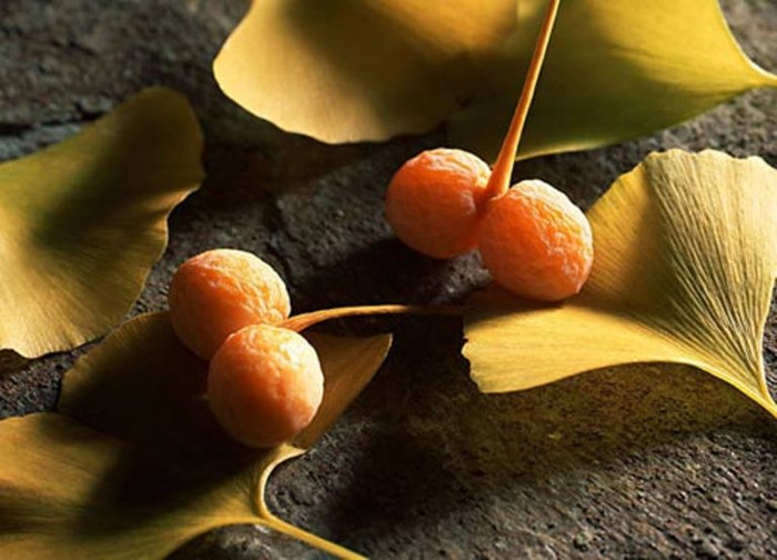 7. Bạch quả: Vỏ bạch quả có chứa các chất độc hại khi vào cơ thể con người có thể gây tổn hại hệ thống thần kinh trung ương do ngộ độc. Ngoài ra, đối với trẻ em thiếu hụt vitamin B6 thì ăn nhiều hạt bạch quả trong thời gian dài (quá 5 hạt/ngày) có thể dẫn đến ngộ độc. 7. Bạch quả: Vỏ bạch quả có chứa các chất độc hại khi vào cơ thể con người có thể gây tổn hại hệ thống thần kinh trung ương do ngộ độc. Ngoài ra, đối với trẻ em thiếu hụt vitamin B6 thì ăn nhiều hạt bạch quả trong thời gian dài (quá 5 hạt/ngày) có thể dẫn đến ngộ độc.