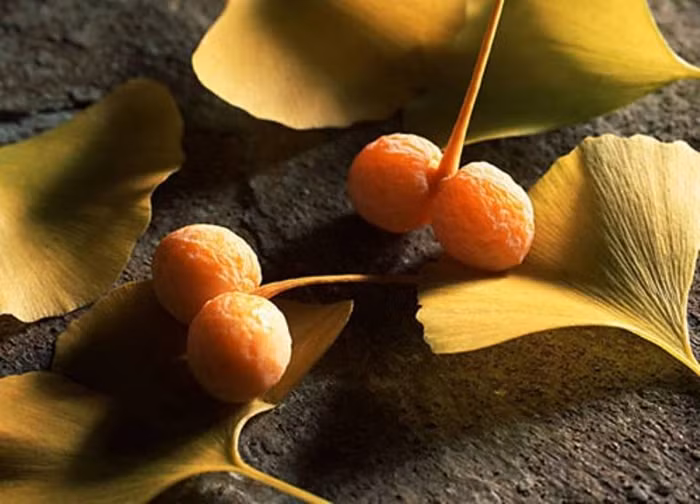 7. Bạch quả: Vỏ bạch quả có chứa các chất độc hại khi vào cơ thể con người có thể gây tổn hại hệ thống thần kinh trung ương do ngộ độc. Ngoài ra, đối với trẻ em thiếu hụt vitamin B6 thì ăn nhiều hạt bạch quả trong thời gian dài (quá 5 hạt/ngày) có thể dẫn đến ngộ độc. 7. Bạch quả: Vỏ bạch quả có chứa các chất độc hại khi vào cơ thể con người có thể gây tổn hại hệ thống thần kinh trung ương do ngộ độc. Ngoài ra, đối với trẻ em thiếu hụt vitamin B6 thì ăn nhiều hạt bạch quả trong thời gian dài (quá 5 hạt/ngày) có thể dẫn đến ngộ độc.