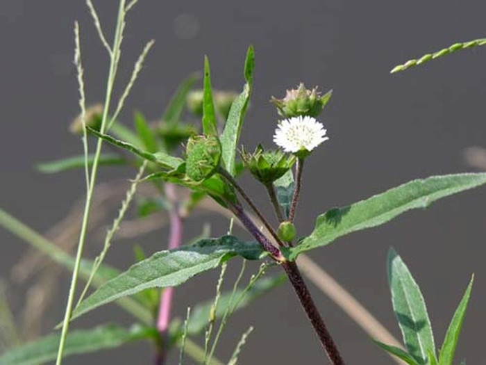 7. Cỏ mực: Dùng cỏ mực rửa sạch, chỉ lấy lá, giã nát, ép lấy nước cốt, hòa với ít mật ong. Dùng bông thấm thuốc bôi vào chỗ sưng đau, lở loét. Ngày bôi 2 - 3 lần. 7. Cỏ mực: Dùng cỏ mực rửa sạch, chỉ lấy lá, giã nát, ép lấy nước cốt, hòa với ít mật ong. Dùng bông thấm thuốc bôi vào chỗ sưng đau, lở loét. Ngày bôi 2 - 3 lần.