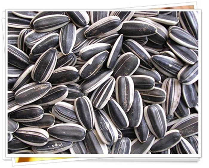 Hơn nữa, nó cũng có tác dụng ngăn ngừa táo bón và làm giảm mức độ cholesterol trong huyết thanh. Ngoài ra, hạt hướng dương có chứa một số lượng lớn kali, nhiều hơn so với chuối và cam. Kali là một chất rất cần thiết cho cơ thể con người. Nếu cơ thể thiếu kali, nó có thể gây suy yếu cơ tim, yếu cơ, và thậm chí gây ra nhồi máu cơ tim.