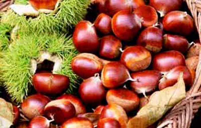 1. Hạt dẻ: Hạt dẻ chứa một số lượng lớn chất xơ, có thể ngăn ngừa táo bón. Ngoài ra, hạt dẻ không chỉ giàu đường, protein, tinh bột và chất béo, mà còn chứa các loại vitamin và khoáng chất như sắt, canxi, phốt pho, kali ... Nó đặc biệt giàu vitamin B, vitamin C và carotene, và chứa hàm lượng cao hơn nhiều hơn so với các loại hạt khác.