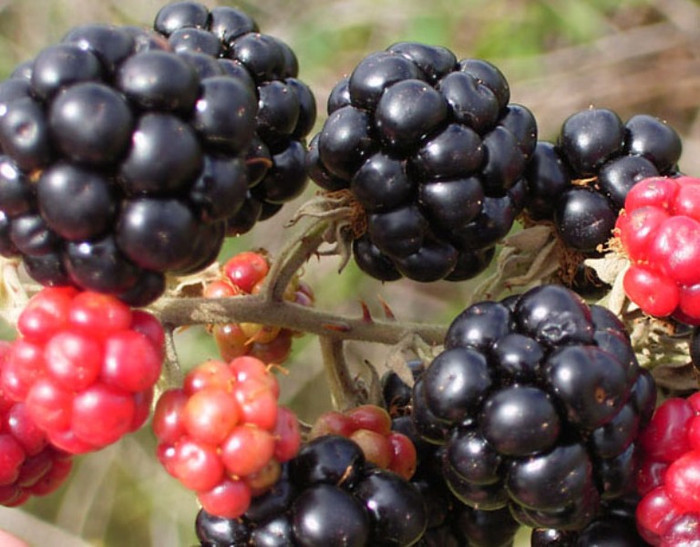 10. Quả mâm xôi (rasbhari), quả việt quất (falsa) và nho: 3 loại quả này chứa vitamin C, làm giảm nguy cơ hình thành đục thủy tinh thể. 10. Quả mâm xôi (rasbhari), quả việt quất (falsa) và nho: 3 loại quả này chứa vitamin C, làm giảm nguy cơ hình thành đục thủy tinh thể.