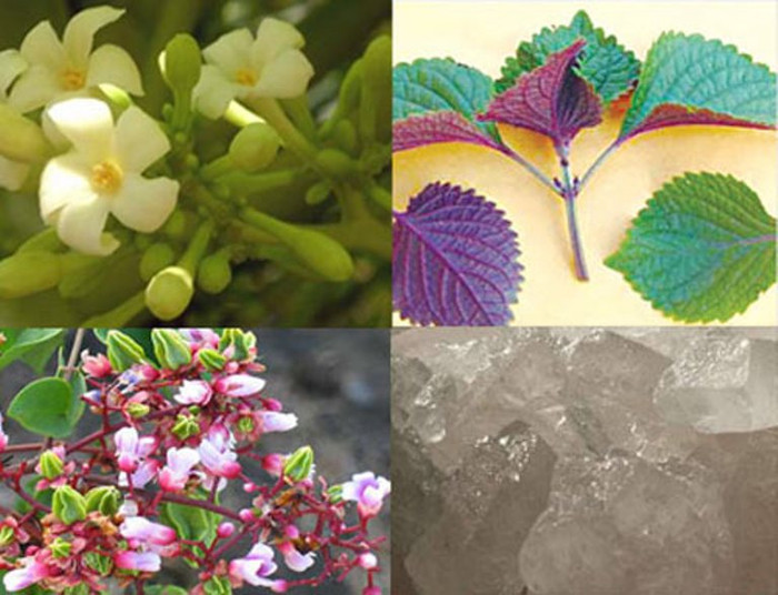 8. Hoa khế, hoa đu đủ, lá tía tô, đường phèn: Lấy mỗi vị 10g, đường phèn 5g. Cho tất vào cái bát sứ, thêm ít nước lọc rồi đem đun cách thủy. Sau đó để lửa nhỏ. Cứ để như thế càng lâu càng tốt. Chờ nước nguội rồi cho vào lọ thủy tinh, cất nơi khô ráo, thoáng để dùng dần. 8. Hoa khế, hoa đu đủ, lá tía tô, đường phèn: Lấy mỗi vị 10g, đường phèn 5g. Cho tất vào cái bát sứ, thêm ít nước lọc rồi đem đun cách thủy. Sau đó để lửa nhỏ. Cứ để như thế càng lâu càng tốt. Chờ nước nguội rồi cho vào lọ thủy tinh, cất nơi khô ráo, thoáng để dùng dần.