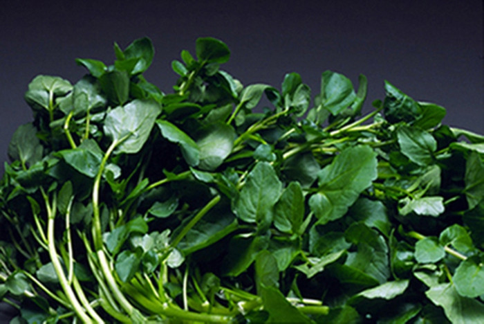 10. Nếu trẻ khi ho dễ bị ói ra đàm, bụng đầy, không muốn ăn, thở mệt do thực tích... tốt nhất nên chọn món ăn kiện tỳ tiêu thực, hoá đàm chế biến từ rau hẹ, cải soong, rau mầm, rau ngổ, rau đắng, kiệu, rau mùi, ngò gai, kinh giới, tía tô, thì là, rau húng, ngò gai và các loại rau thơm, rau gia vị như gừng, nghệ, nên ăn trái cây quít, bưởi, khế, 10. Nếu trẻ khi ho dễ bị ói ra đàm, bụng đầy, không muốn ăn, thở mệt do thực tích... tốt nhất nên chọn món ăn kiện tỳ tiêu thực, hoá đàm chế biến từ rau hẹ, cải soong, rau mầm, rau ngổ, rau đắng, kiệu, rau mùi, ngò gai, kinh giới, tía tô, thì là, rau húng, ngò gai và các loại rau thơm, rau gia vị như gừng, nghệ, nên ăn trái cây quít, bưởi, khế,