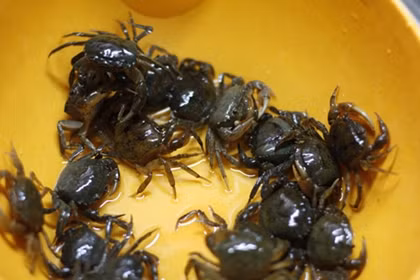 Cua đồng bị nghi ngờ đánh bắt bằng thuốc sâu. (Ảnh minh họa - Nguồn Internet)