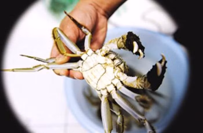 Chẳng hạn như cua sau khi bị chết, các loại vi khuẩn liền phồn thực rất mạnh trong cơ thể cua, khiến histidine nhanh chóng chuyển hóa thành histamine gây độc đối với cơ thể người. Đặc biệt là cua chết càng lâu thì lượng histamine sinh ra càng nhiều, khi ta ăn vào càng dễ bị ngộ độc. Vì vậy khi mua hải sản chế biến cần lựa chọn kỹ những con tươi sống.