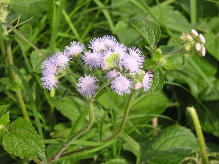 8. Hoa ngũ sắc: Hoa ngũ sắc tím tươi 10 bông, rửa thật sạch, nghiền nát ngâm với 10ml cồn 70 độ. Sau đó lọc qua gạc sạch để được một dung dịch màu xanh. Mỗi ngày dùng bông gòn tẩm ướt cồn thuốc rồi đặt vào lỗ mũi từng bên, mỗi bên 10 phút. 8. Hoa ngũ sắc: Hoa ngũ sắc tím tươi 10 bông, rửa thật sạch, nghiền nát ngâm với 10ml cồn 70 độ. Sau đó lọc qua gạc sạch để được một dung dịch màu xanh. Mỗi ngày dùng bông gòn tẩm ướt cồn thuốc rồi đặt vào lỗ mũi từng bên, mỗi bên 10 phút.