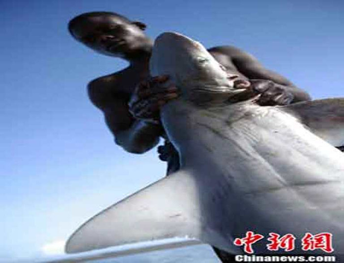 Ngư dân đang cầm xác một con cá mập. Ngư dân đang cầm xác một con cá mập.