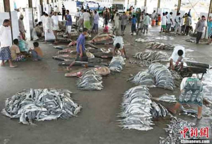 Cá mập là những kẻ săn mồi hàng đầu trong đại dương và đóng vai trò quan trọng trong hệ sinh thái. Tuy nhiên, trong nửa thế kỷ qua, các quần thể cá mập giảm mạnh, thậm chí lên đến một phần ba số loài cá mập đại dương đang bị đe dọa tuyệt chủng. Do nhu cầu ngày càng tăng để lấy vi cá mập phục vụ giới lắm của nhiều tiền, mỗi năm, hàng chục triệu con bị giết, điều này đặt ra một mối đe dọa nghiêm trọng đối với các quần thể cá mập và sức khỏe hệ sinh thái biển. Chợ mua vi bán cá mập tại Hodeidah cảng Biển Đỏ Yemen cách khu vực chợ thường tương đối xa. Cá mập là những kẻ săn mồi hàng đầu trong đại dương và đóng vai trò quan trọng trong hệ sinh thái. Tuy nhiên, trong nửa thế kỷ qua, các quần thể cá mập giảm mạnh, thậm chí lên đến một phần ba số loài cá mập đại dương đang bị đe dọa tuyệt chủng. Do nhu cầu ngày càng tăng để lấy vi cá mập phục vụ giới lắm của nhiều tiền, mỗi năm, hàng chục triệu con bị giết, điều này đặt ra một mối đe dọa nghiêm trọng đối với các quần thể cá mập và sức khỏe hệ sinh thái biển. Chợ mua vi bán cá mập tại Hodeidah cảng Biển Đỏ Yemen cách khu vực chợ thường tương đối xa.