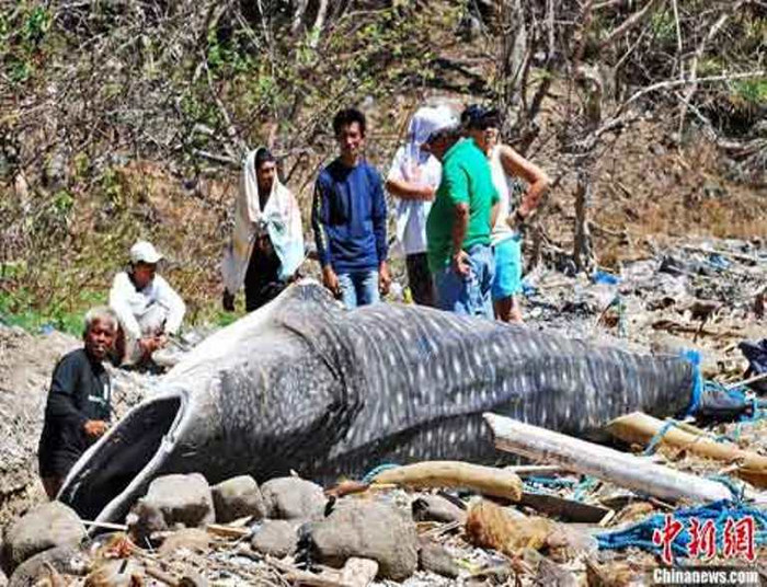 Lợi nhuận từ vi cá mập rất cao nên vi của nhiều giống cá mập khác nhau đều bị cắt, xác của chúng bị vứt trên bãi biển. Lợi nhuận từ vi cá mập rất cao nên vi của nhiều giống cá mập khác nhau đều bị cắt, xác của chúng bị vứt trên bãi biển.