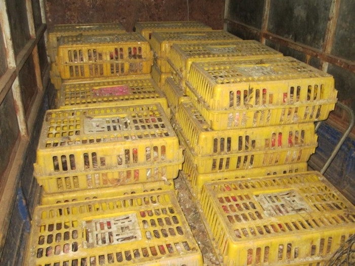 Dừng xe kiểm tra, chủ hàng là Phùng Thị Thu và lái xe là Nguyễn Duy Long (cùng trú tại trú tại Tây Đằng, Ba Vì, Hà Nội) đã không xuất trình được giấy kiểm dịch, giấy tờ chứng minh nguồn gốc hàng hóa. Qua công tác kiểm đếm, ban đầu đã xác định số lượng gà trên xe khoảng gần 1 tấn. (Nguồn ANTĐ) Dừng xe kiểm tra, chủ hàng là Phùng Thị Thu và lái xe là Nguyễn Duy Long (cùng trú tại trú tại Tây Đằng, Ba Vì, Hà Nội) đã không xuất trình được giấy kiểm dịch, giấy tờ chứng minh nguồn gốc hàng hóa. Qua công tác kiểm đếm, ban đầu đã xác định số lượng gà trên xe khoảng gần 1 tấn. (Nguồn ANTĐ)