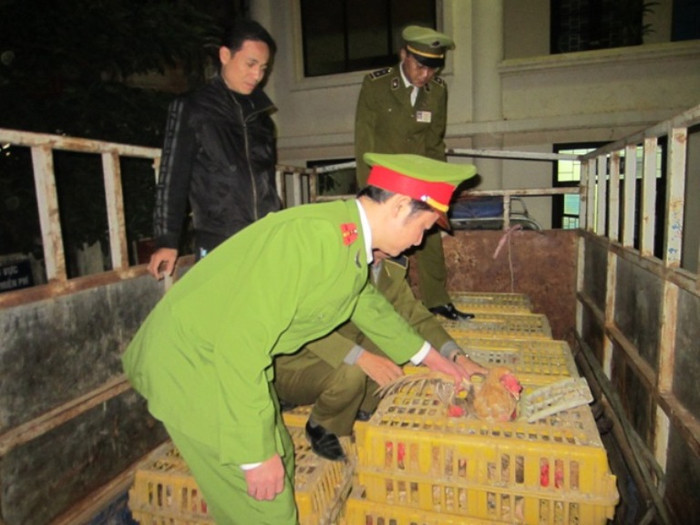 6. Phát hiện gần 1 tấn gà "bẩn": Khoảng 19h30 ngày 22-12, Đội CSĐT tội phạm về QLKT&CV, môi trường CAH Từ Liêm phối hợp với Đội Quản lý thị trường số 7 đã phát hiện chiếc xe mang BKS: 33M - 2910 chở gia cầm sống (gà) đang di chuyển trên đường Hồ Tùng Mậu, huyện Từ Liêm. (Nguồn ANTĐ) 6. Phát hiện gần 1 tấn gà "bẩn": Khoảng 19h30 ngày 22-12, Đội CSĐT tội phạm về QLKT&CV, môi trường CAH Từ Liêm phối hợp với Đội Quản lý thị trường số 7 đã phát hiện chiếc xe mang BKS: 33M - 2910 chở gia cầm sống (gà) đang di chuyển trên đường Hồ Tùng Mậu, huyện Từ Liêm. (Nguồn ANTĐ)