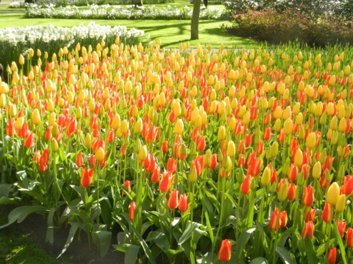 Keukenhof là địa điểm nổi tiếng trên thế giới có nhiều loại hoa được trưng bày từ 60 năm nay Đây cũng là điểm tham quan thu hút nhiều du khách đến thưởng ngoạn và cảm nhận không khí mùa xuân vào dịp cuối tuần Tulip – loài hoa biểu tượng cho đất nước Hà Lan với muôn sắc màu, từ trắng, hồng, vàng, cam, đỏ, tím …Ai chứng kiến vẻ đẹp nơi này đều tự hỏi " liệu hoa Tulip thực sự có bao nhiêu màu..." Xem thêm: Danh sách 100 trường Đại học xuất sắc nhất thế giới (P1)/ Keukenhof là địa điểm nổi tiếng trên thế giới có nhiều loại hoa được trưng bày từ 60 năm nay Đây cũng là điểm tham quan thu hút nhiều du khách đến thưởng ngoạn và cảm nhận không khí mùa xuân vào dịp cuối tuần Tulip – loài hoa biểu tượng cho đất nước Hà Lan với muôn sắc màu, từ trắng, hồng, vàng, cam, đỏ, tím …Ai chứng kiến vẻ đẹp nơi này đều tự hỏi " liệu hoa Tulip thực sự có bao nhiêu màu..." Xem thêm: Danh sách 100 trường Đại học xuất sắc nhất thế giới (P1)/
