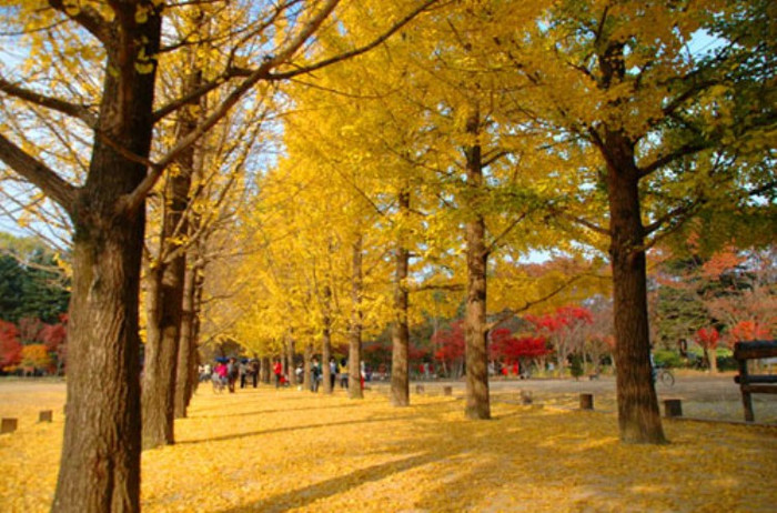 Namiseom ( Đảo Nam Di) Namiseom ( Đảo Nam Di)