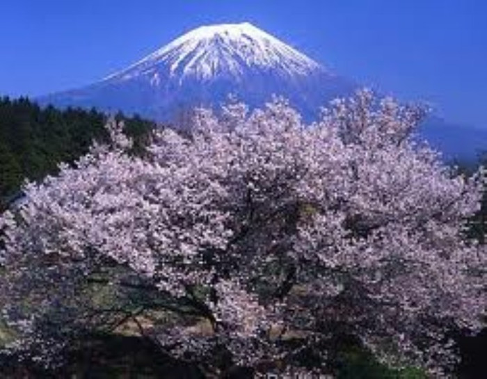 Hoa anh đào (ảnh nguồn internet) Hoa anh đào (ảnh nguồn internet)