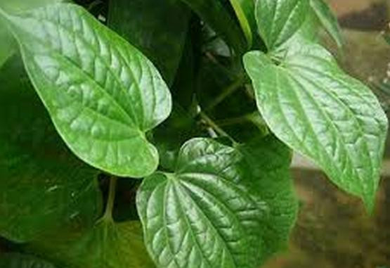 Theo y học cổ truyền, lá trầu không có vị cay nồng, mùi thơm hắc, tính ấm, có tác dụng trừ phong, tiêu viêm, sát trùng, kháng khuẩn. Theo y học cổ truyền, lá trầu không có vị cay nồng, mùi thơm hắc, tính ấm, có tác dụng trừ phong, tiêu viêm, sát trùng, kháng khuẩn.