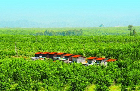 Nông trường cao su bạt ngàn của Hoàng Anh Gia Lai tại Attapeu, Lào. Nông trường cao su bạt ngàn của Hoàng Anh Gia Lai tại Attapeu, Lào.