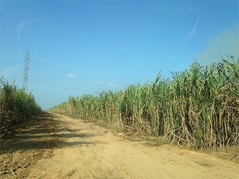 Hiện tại ở Attapeu (Lào), bầu Đức có khoảng 10.000 ha mía. (Ảnh: VTC News) Hiện tại ở Attapeu (Lào), bầu Đức có khoảng 10.000 ha mía. (Ảnh: VTC News)