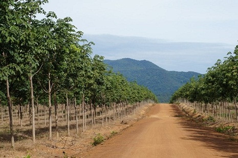 Hiện nay, bầu Đức có tổng cộng 48.800 ha cao su và cọ dầu tại Việt Nam, Campuchia và Lào. Hiện nay, bầu Đức có tổng cộng 48.800 ha cao su và cọ dầu tại Việt Nam, Campuchia và Lào.