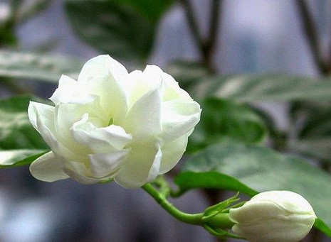 Hoa nhài có tính bình, hơi hàn, vị đắng có tác dụng thanh nhiệt, giải độc, lợi thấp,...