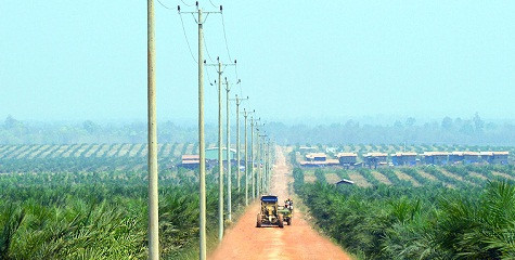 Cánh đồng cọ dầu của HAGL.