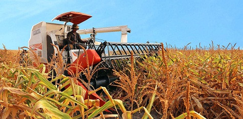 Cánh đồng bắp của HAGL dự kiến sang năm 2015 tăng lên 10.000 ha.