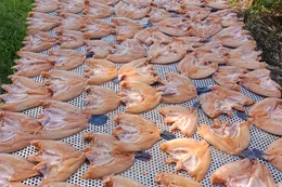 Cà Mau: Tham gia hợp tác xã, nhiều phụ nữ tại xã Nguyễn Việt Khái có thu nhập ổn định