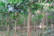 Người cha miệt mài giữ đất, trồng rừng bảo vệ môi trường sinh thái