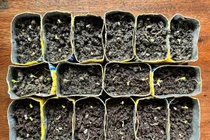 Vỏ hộp sữa được sử dụng làm khay ươm hạt trong giờ học STEM.