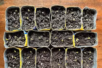 Vỏ hộp sữa được sử dụng làm khay ươm hạt trong giờ học STEM.