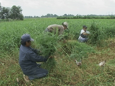 Chủ yếu là các loại cỏ như: cỏ voi, cỏ xả, cỏ lùn, cỏ phụng, cỏ mật… được thị trường chăn nuôi ưa chuộng. Chủ yếu là các loại cỏ như: cỏ voi, cỏ xả, cỏ lùn, cỏ phụng, cỏ mật… được thị trường chăn nuôi ưa chuộng.